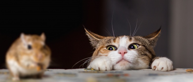 10 morsomme fakta om katten Myrbø Dyreklinikk