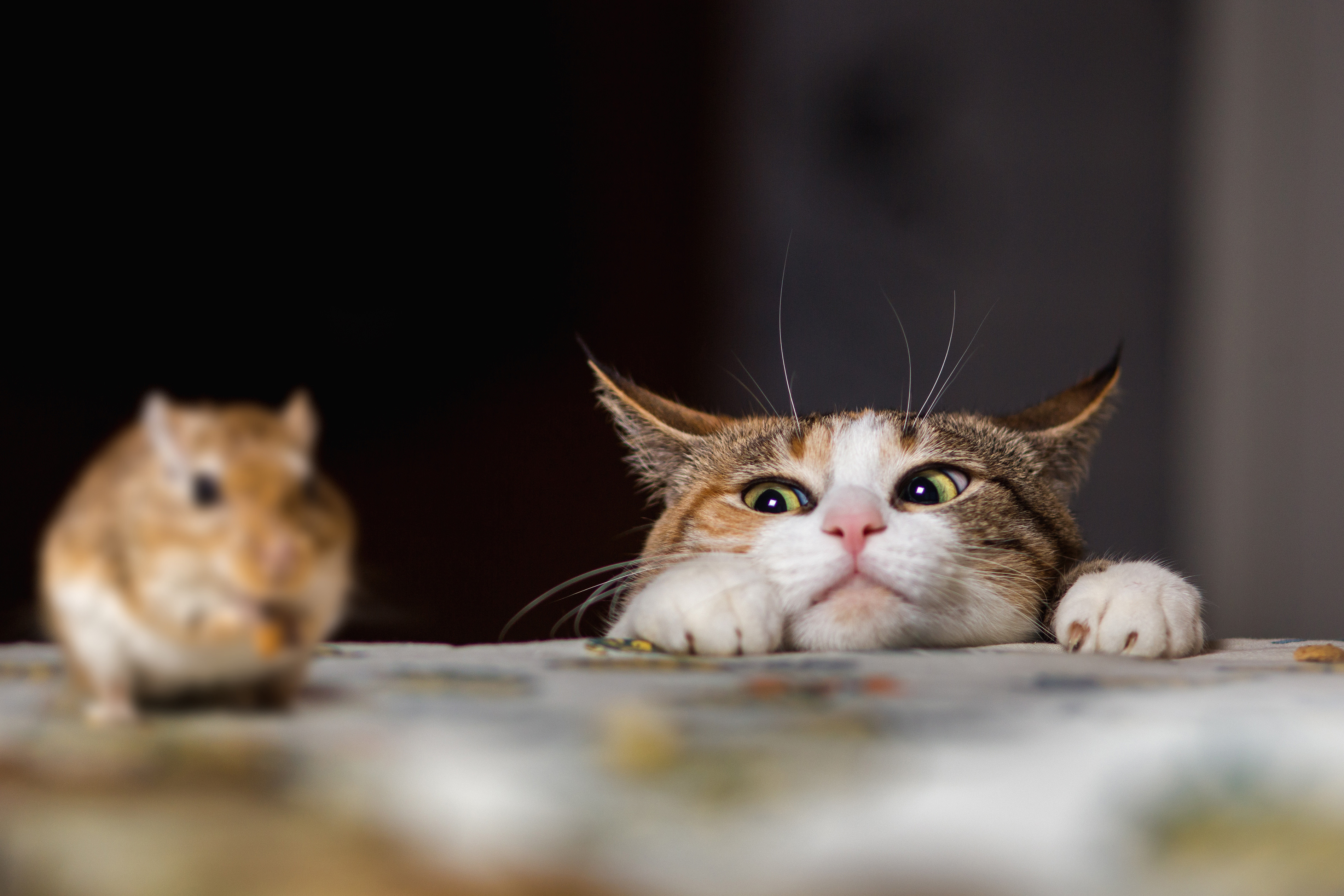 10 morsomme fakta om katten Myrbø Dyreklinikk